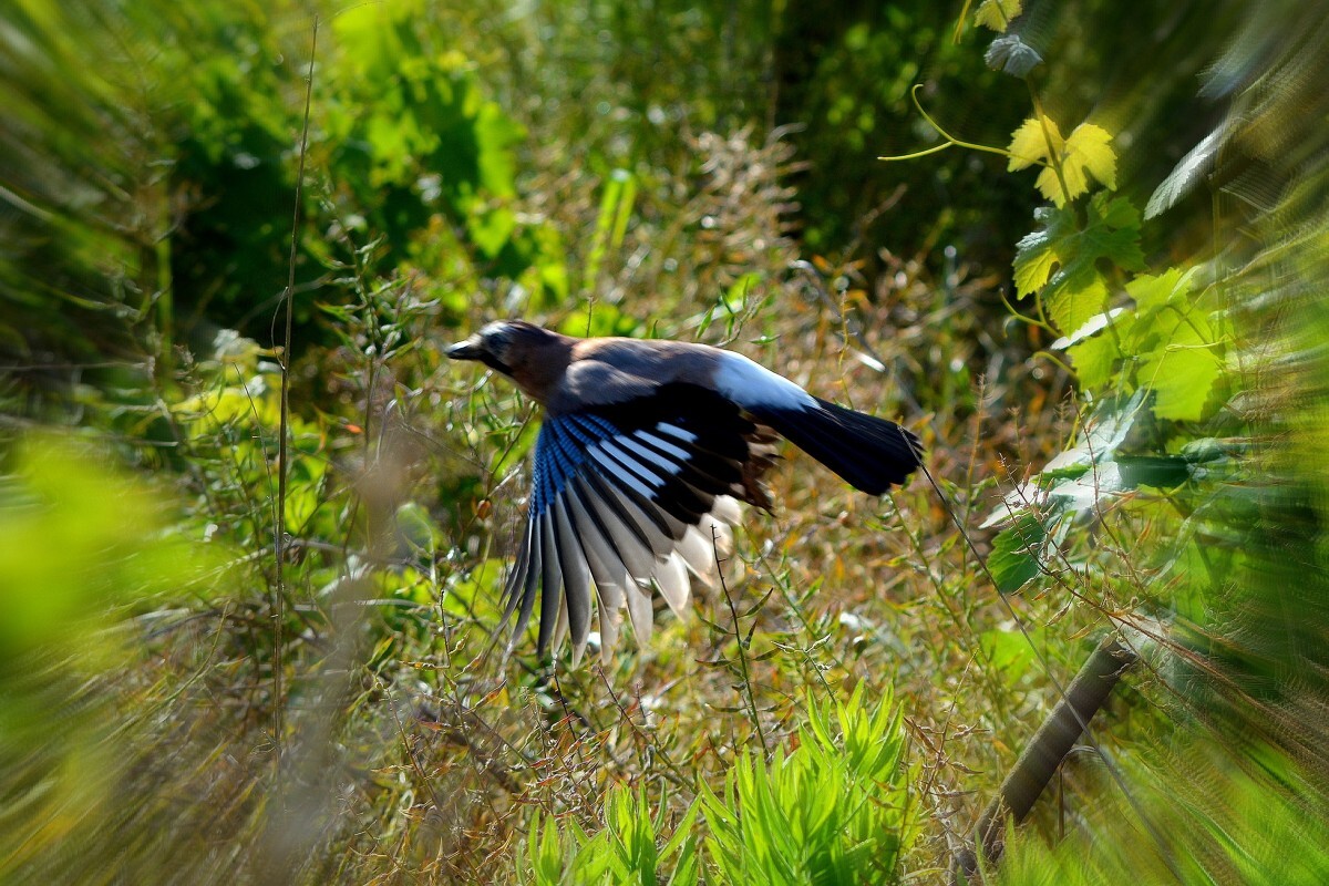 Free Images : wing, sky, animal, wildlife, flight, fauna, birds ...