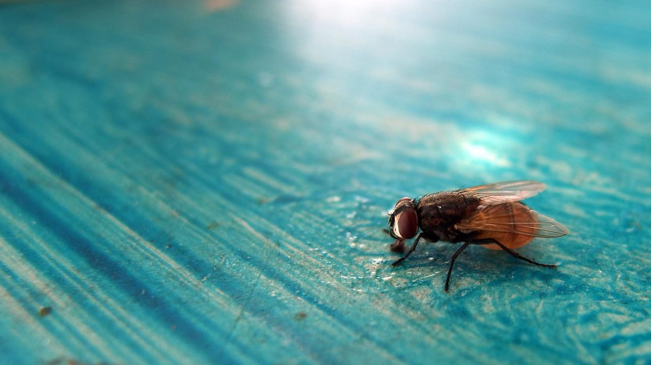 FREE IMAGE: Beautiful fly on the blue table | Libreshot Public Domain ...