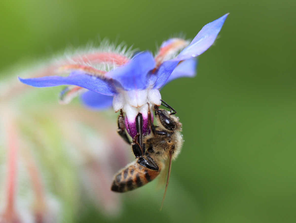 Free Images : nature, branch, blossom, plant, meadow, flower, pollen ...